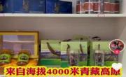 同德县电子商务示范企业-同德县尕藏农牧产品销售有限责任公司青货出青